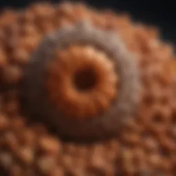 A close-up view of Panch Mukhi Rudraksha seeds showcasing their distinctive facets.